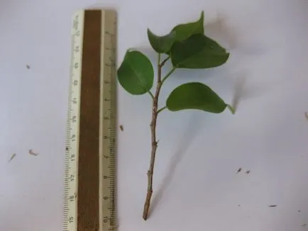Reproducerea benjamina Ficus - instrucțiuni fotografie cum să obțineți mici acasă