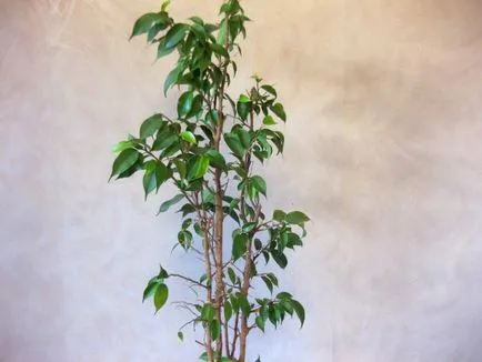 Reproducerea benjamina Ficus - instrucțiuni fotografie cum să obțineți mici acasă