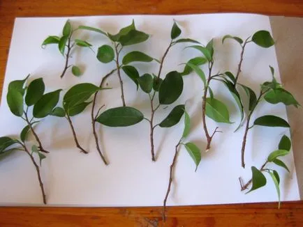 Reproducerea benjamina Ficus - instrucțiuni fotografie cum să obțineți mici acasă