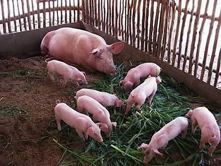 porci pentru reproducere