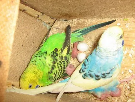 budgies reproduce în mediul video de interior