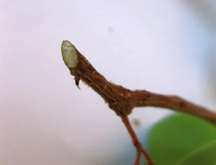 Reproducerea benjamina Ficus - instrucțiuni fotografie cum să obțineți mici acasă
