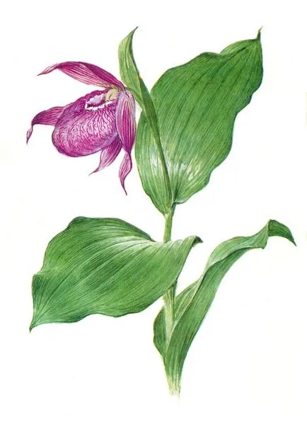 Plante protejate
