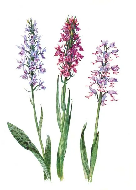 Plante protejate