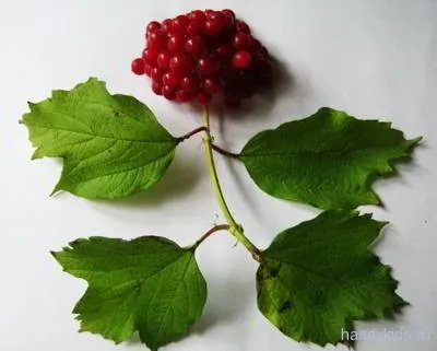 Desen - fructe de padure Viburnum