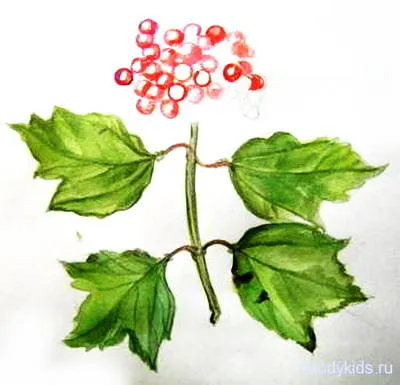 Desen - fructe de padure Viburnum