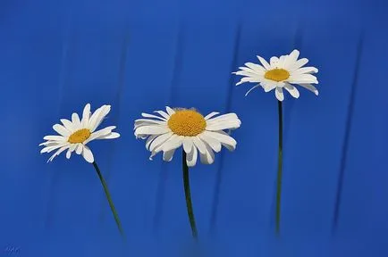 Margarete - cele mai multe flori de vară