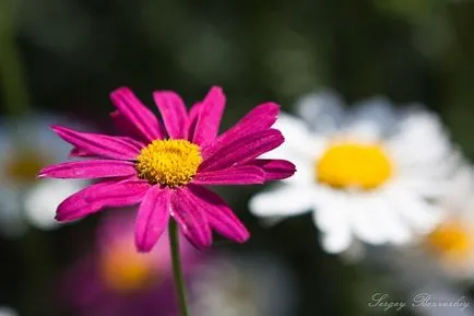 Margarete - cele mai multe flori de vară