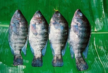 Tilapia pește - beneficiu și rău, care se găsește modul de a alege