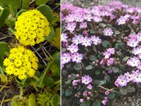 flori de gradina, fotografii, nume de flori de grădină