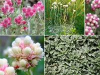 flori de gradina, fotografii, nume de flori de grădină