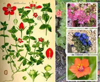 flori de gradina, fotografii, nume de flori de grădină