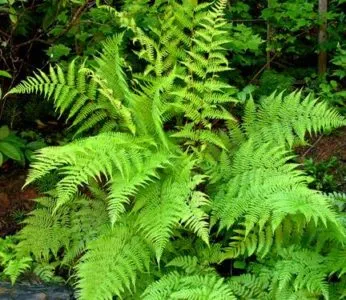 plantare de grădină Fern și îngrijire în țară în câmp deschis, unde creste