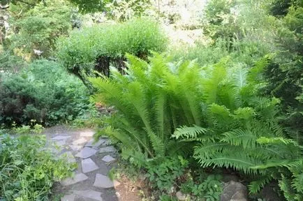 grădină Fern în țară plantarea și îngrijirea