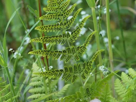 grădină Fern în țară plantarea și îngrijirea