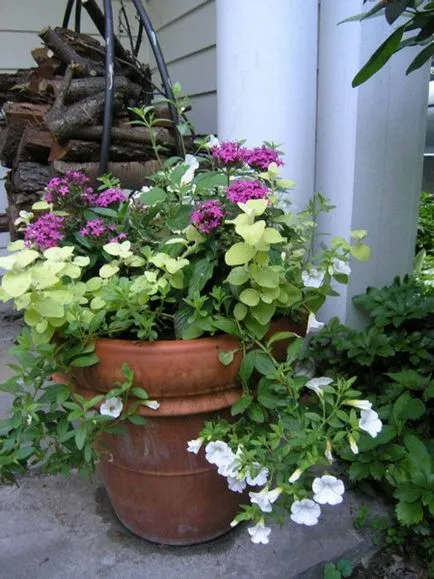 flori de grădină, cu flori toata vara (gradina) flori de gradina, flori toata vara