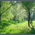 Mirosul plăcut cel mai mult la persoana I