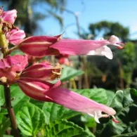 Salvia de la cultivarea de semințe și de întreținere, fotografie, o grădină de plante (semințe) Salvia de la cultivarea de semințe și de întreținere, fotografie, o grădină de plante