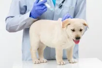 Cele mai frecvente boli ale câinilor și a semnelor lor de tratament, cei mai buni prieteni (semne) Cele mai frecvente boli ale câinilor și a semnelor lor de tratament, cei mai buni prieteni