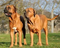 Cea mai bună fotografie caine de paza, Dogo Argentino Bullmastiff Ciobanesc Caucazian Cel mai bun