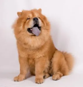 Câinii mai periculoase care amenință oameni și alte animale