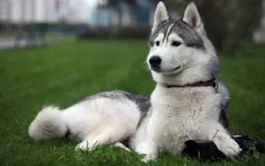 Câinii mai periculoase care amenință oameni și alte animale