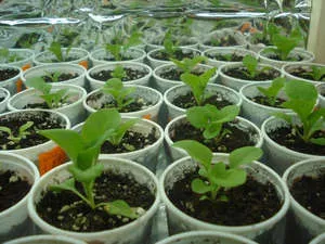 Salpiglossis - cultivarea de semințe în teren deschis și răsaduri (foto și video) (sol) Salpiglossis - în creștere din semințe în teren deschis și răsaduri (foto și materiale video)