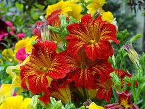 Salpiglossis - în creștere din semințe în teren deschis și răsaduri (foto și video) (foto) Salpiglossis - în creștere din semințe în teren deschis și răsaduri (foto și materiale video)