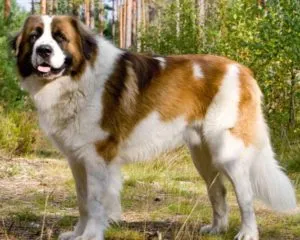 Câinii mai periculoase care amenință oameni și alte animale