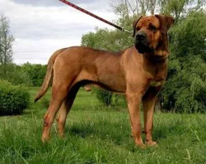 Câinii mai periculoase care amenință oameni și alte animale