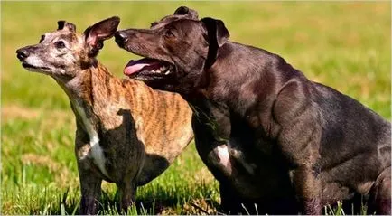 Câinele cel mai musculos din lume, că o nouă - lume știri (câine) Cel mai musculos caine din lume, că o nouă - știri lume