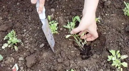 Salpiglossis în creștere din imagine semințe și reproducere (semințe) Salpiglossis în creștere din imagine semințe și reproducere