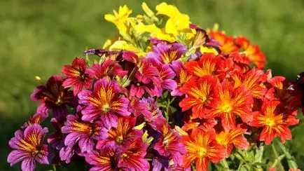 Salpiglossis în creștere din semințe, îngrijire, fotografie (în creștere) Salpiglossis în creștere din semințe, îngrijire, fotografie