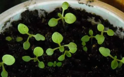 Salpiglossis - cultivarea semințelor, atunci când pentru a planta răsaduri de