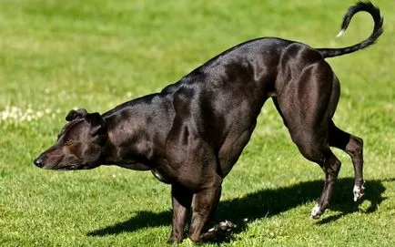 Câinele cel mai musculos din lume, că o nouă - lume știri (câine) Cel mai musculos caine din lume, că o nouă - știri lume