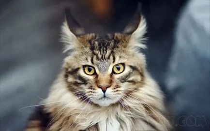Cele mai frumoase pisici ale lumii (cum ar fi stai pe mâini) Cea mai frumoasa lume pisica