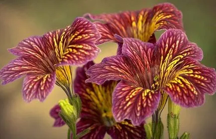 Salpiglossis în creștere din imagine de semințe (salpiglossis) Salpiglossis în creștere din semințe de imagine