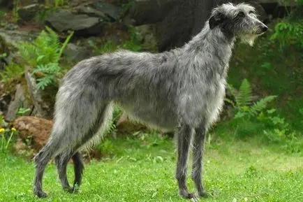 Cele mai multe rase de câine mare, cu imagini și nume (câine) Cel mai mare câine rase cu imagini și nume