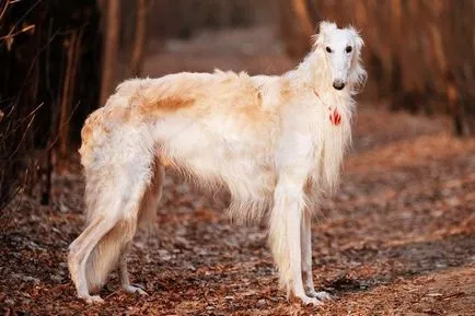 Cele mai multe rase de câini mari, cu imagini și numele (mai) Cel mai mare câine rase cu imagini și nume