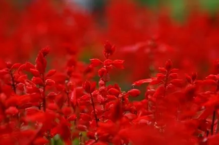 Salvia de la cultivarea de semințe și de întreținere, fotografie, plante de grădină (Salvia) Salvia de la cultivarea de semințe și de întreținere, fotografie, o grădină de plante