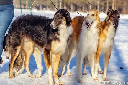 Cele mai multe rase de câine mare, cu imagini și denumiri (roca) Cel mai mare câine rase cu imagini și nume