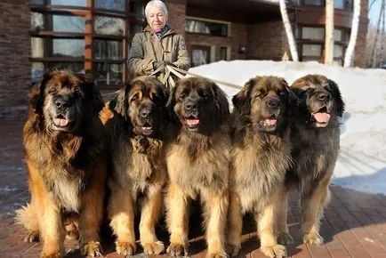 Cele mai multe rase de câine mare, cu imagini și nume (câine) Cel mai mare câine rase cu imagini și nume