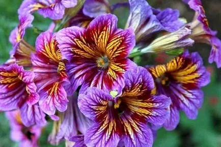 Salpiglossis - cultivarea semințelor, atunci când pentru a planta răsaduri de