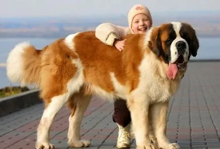 Cele mai multe rase de câini mari, cu imagini și numele (mai) Cel mai mare câine rase cu imagini și nume