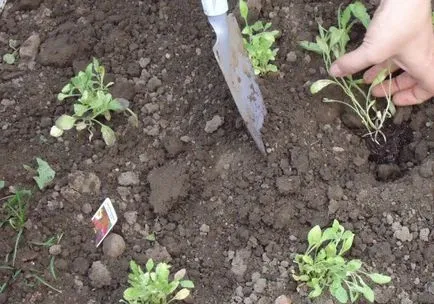 Salpiglossis - cultivarea semințelor, atunci când pentru a planta răsaduri de