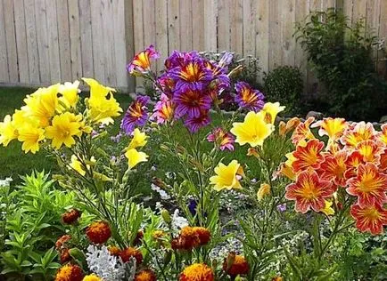 Salpiglossis - cultivarea semințelor, atunci când pentru a planta răsaduri de
