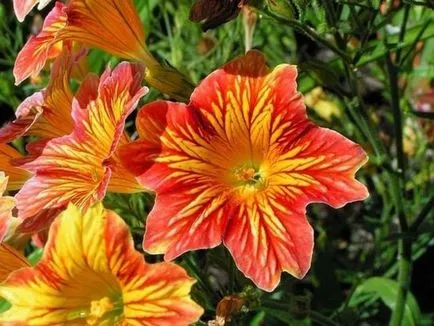 Salpiglossis - cultivarea semințelor, atunci când pentru a planta răsaduri de