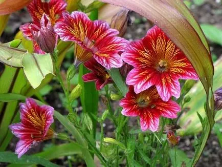Salpiglossis - cultivarea semințelor, atunci când pentru a planta răsaduri de
