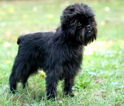 Cea mai mică rasa din categoria câine, rasa campioni (cel mai bun) Cea mai mică rasa din categoria câine, rasa campioni