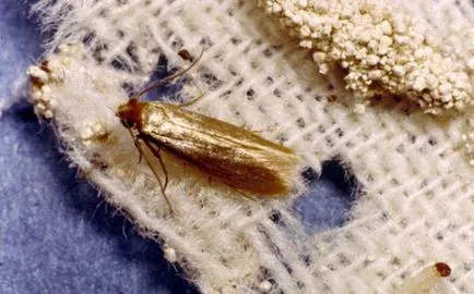 Ceea ce împiedică planta mole său miros este frică mol (miros) Ceea ce împiedică planta aluniță său miros este frică mol